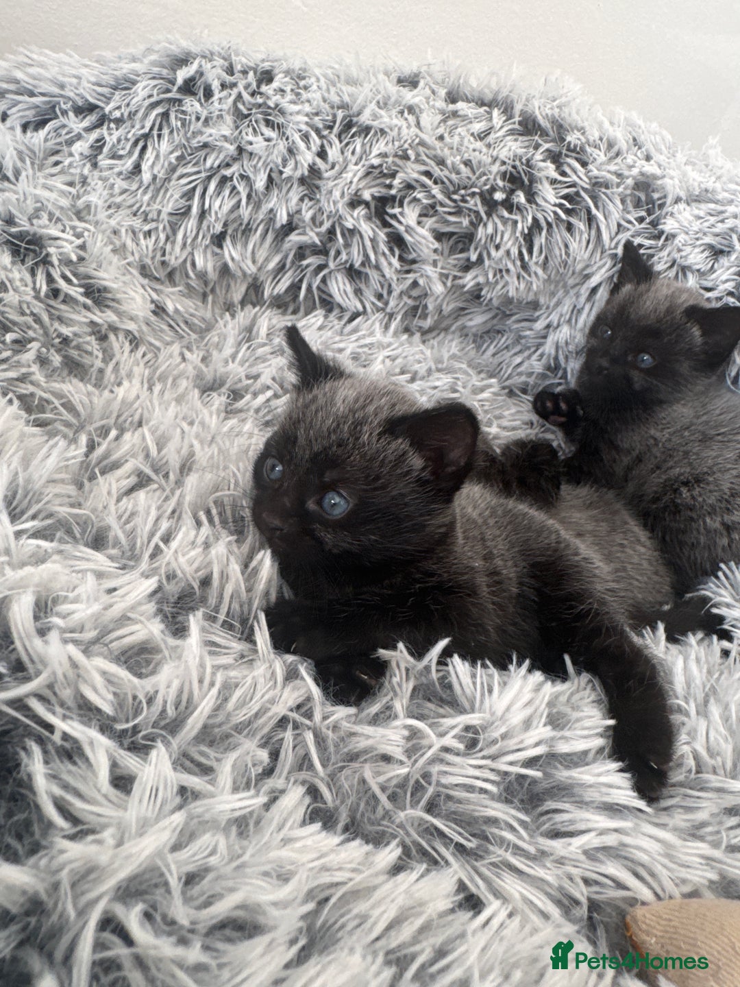 Russian Blue cats for sale: 2 Russian Blue x Siamese Kittens - Image 5