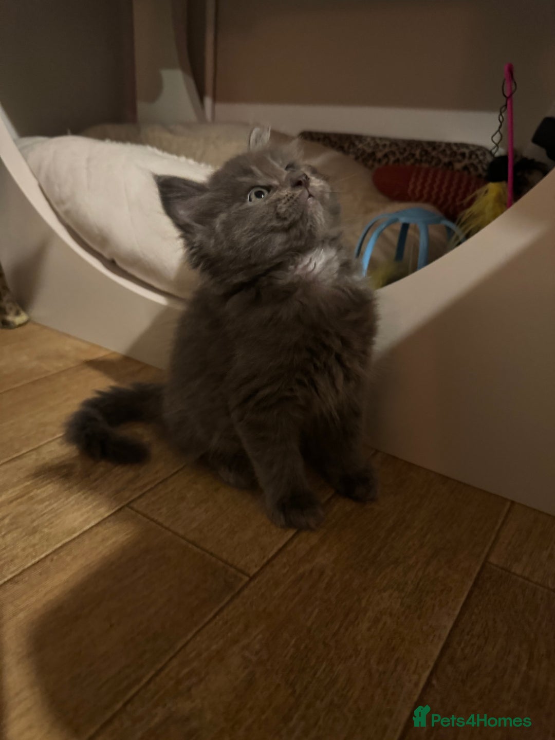 Ragcoon cats for sale: 6 beautiful boy Mainecoon x ragdoll kittens  - Advert 4