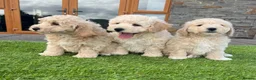 Poochon dogs for sale: Poochon Puppies - Advert 18