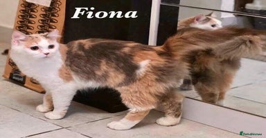 Mixed Breed cats - Advert 6