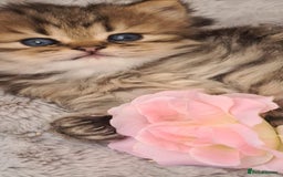 Persian cats for sale: Pure chinchilla Persian  - Image 4