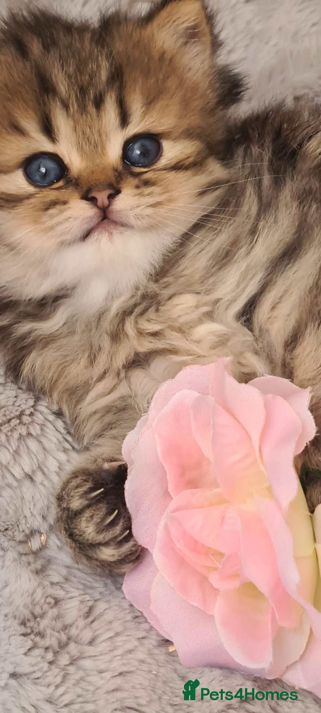 Persian cats for sale: Pure chinchilla Persian  - Image 4