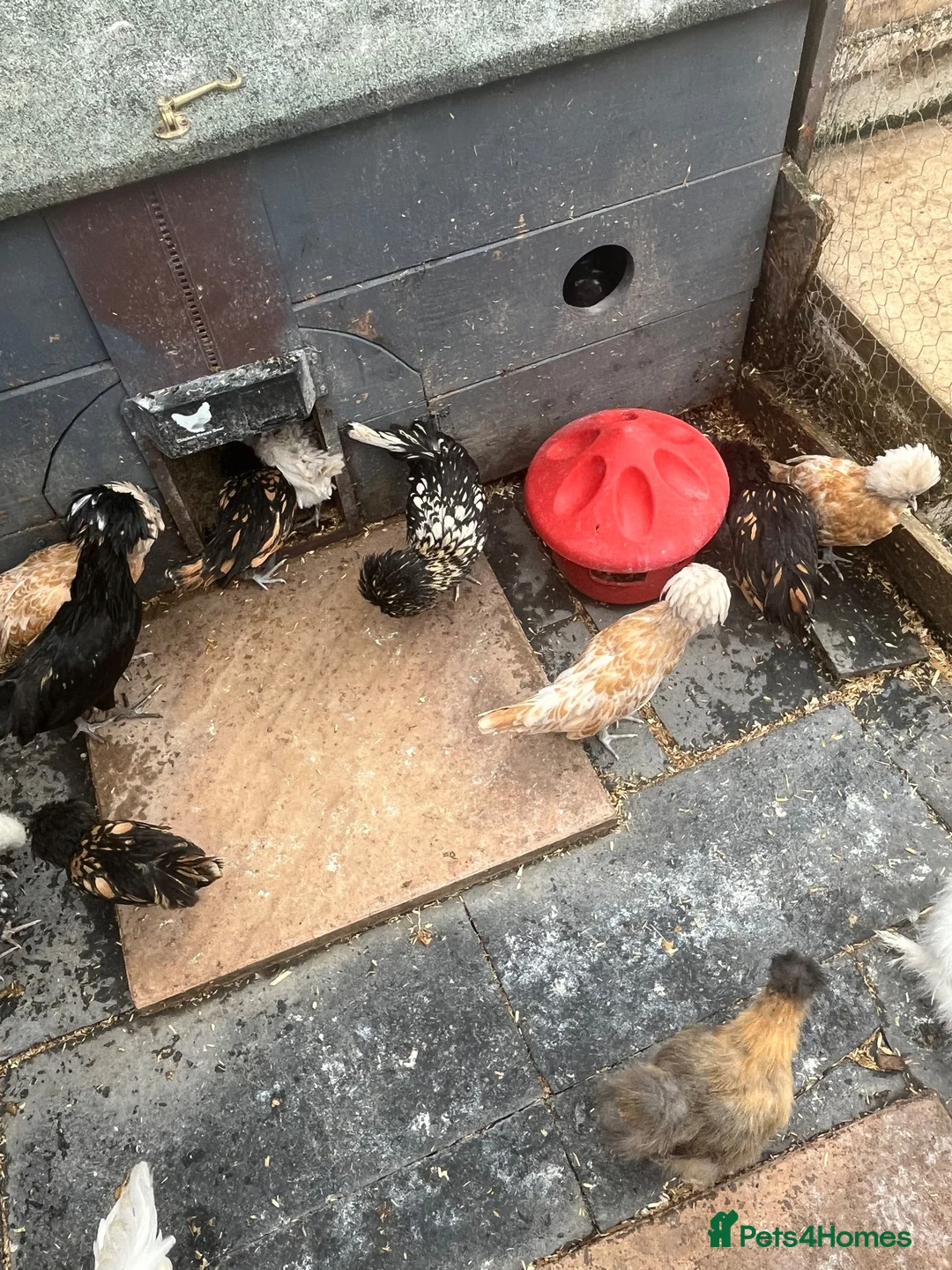 Chickens poultry for sale: Polish, Silkies, Pekins  - Advert 2