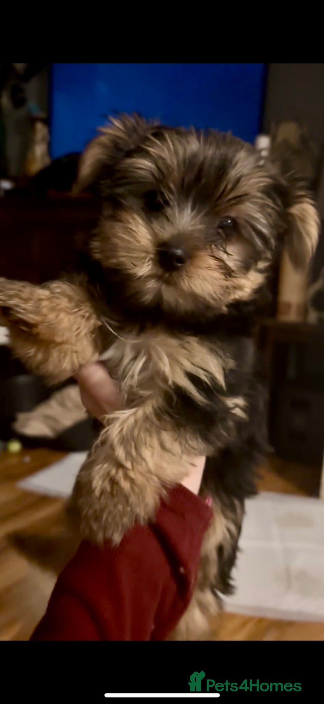 Yorkshire Terrier dogs for sale: 3 miniature Yorkshire terrier boys - Image 7