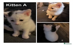 Domestic Shorthair cats for sale: 🐾 Adorable White Kittens with Black Markings  🐾 - Image 2