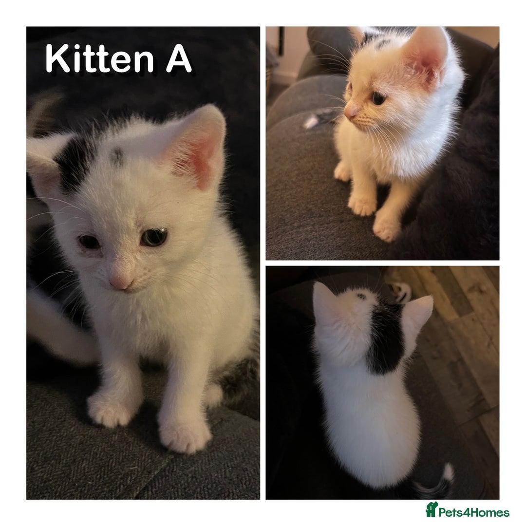 Domestic Shorthair cats for sale: 🐾 Adorable White Kittens with Black Markings  🐾 - Image 2
