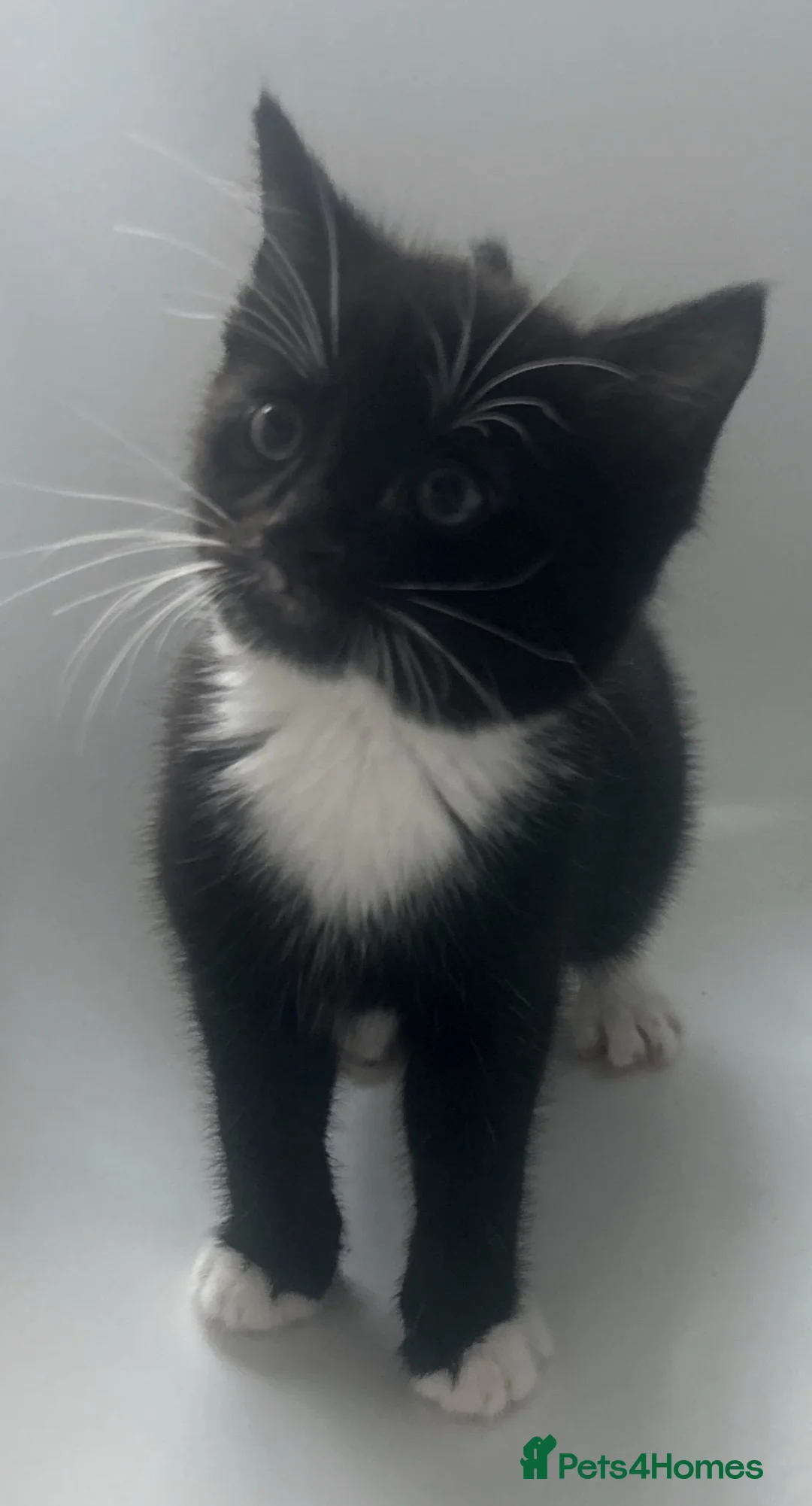 Mixed Breed cats for sale: 4 lovely kittens  - Advert 2