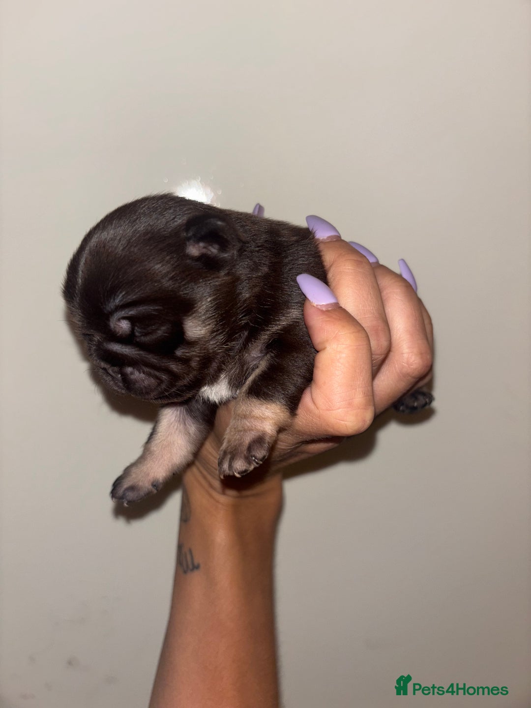 Pug dogs for sale: Beautiful kc registered Pug puppies - Image 19