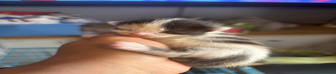 Black ginger and white female kitten