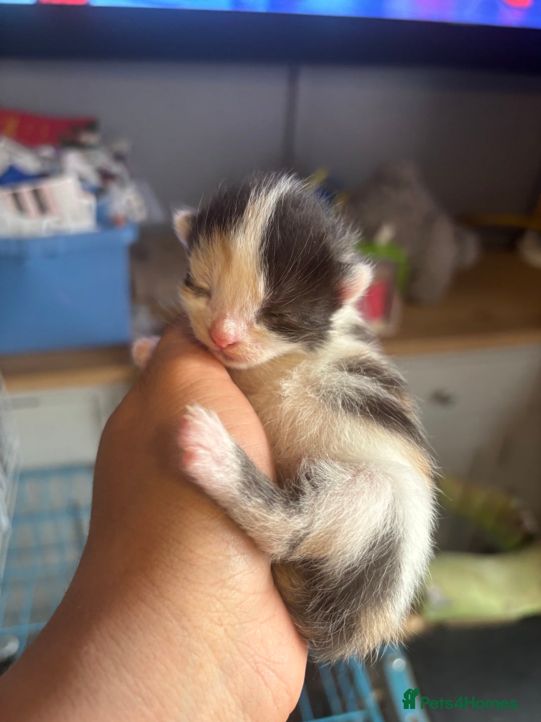 Mixed Breed cats for sale: 3 beautiful Kittens for sale  - Image 1