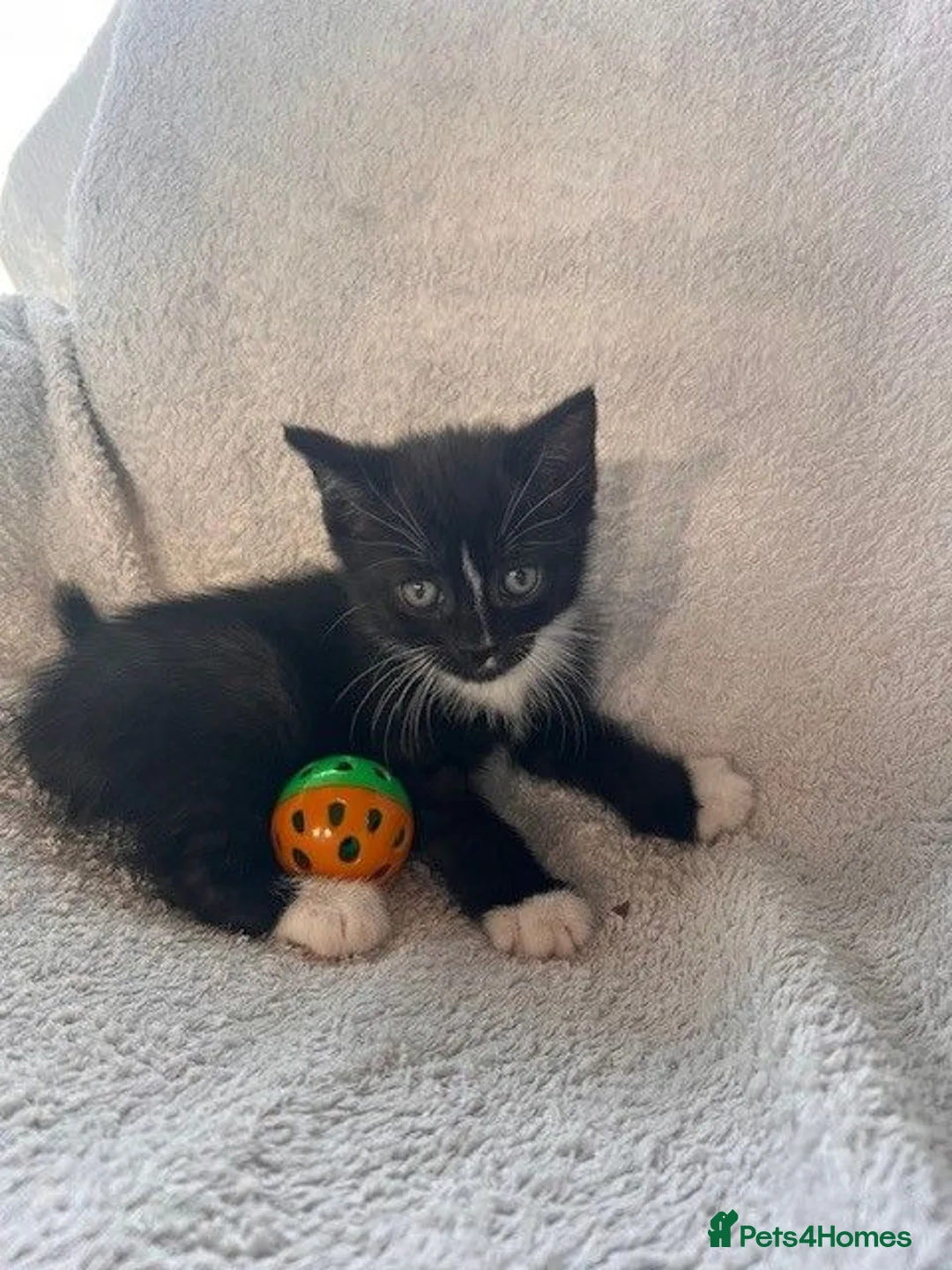 Mixed Breed cats for sale: 9 Adorable Kittens Ready to leave for loving home - Advert 2