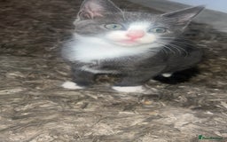 Mixed Breed cats for sale: Beautiful kittens  - Image 9