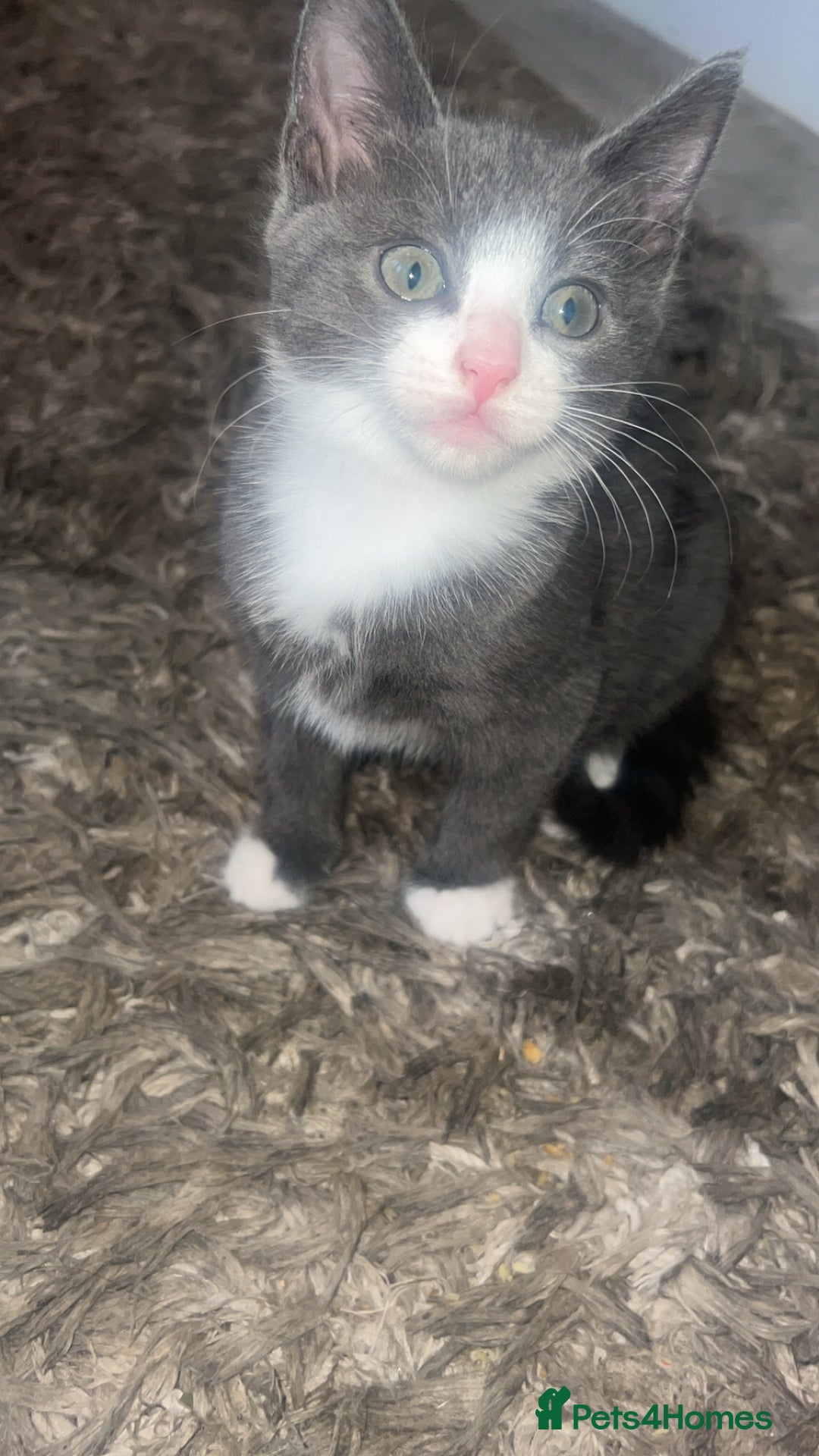 Mixed Breed cats for sale: Beautiful kittens  - Image 9