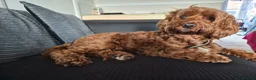 Cockapoo dogs for sale: Beautiful 8yr old minature cockapoo free) - Advert 1