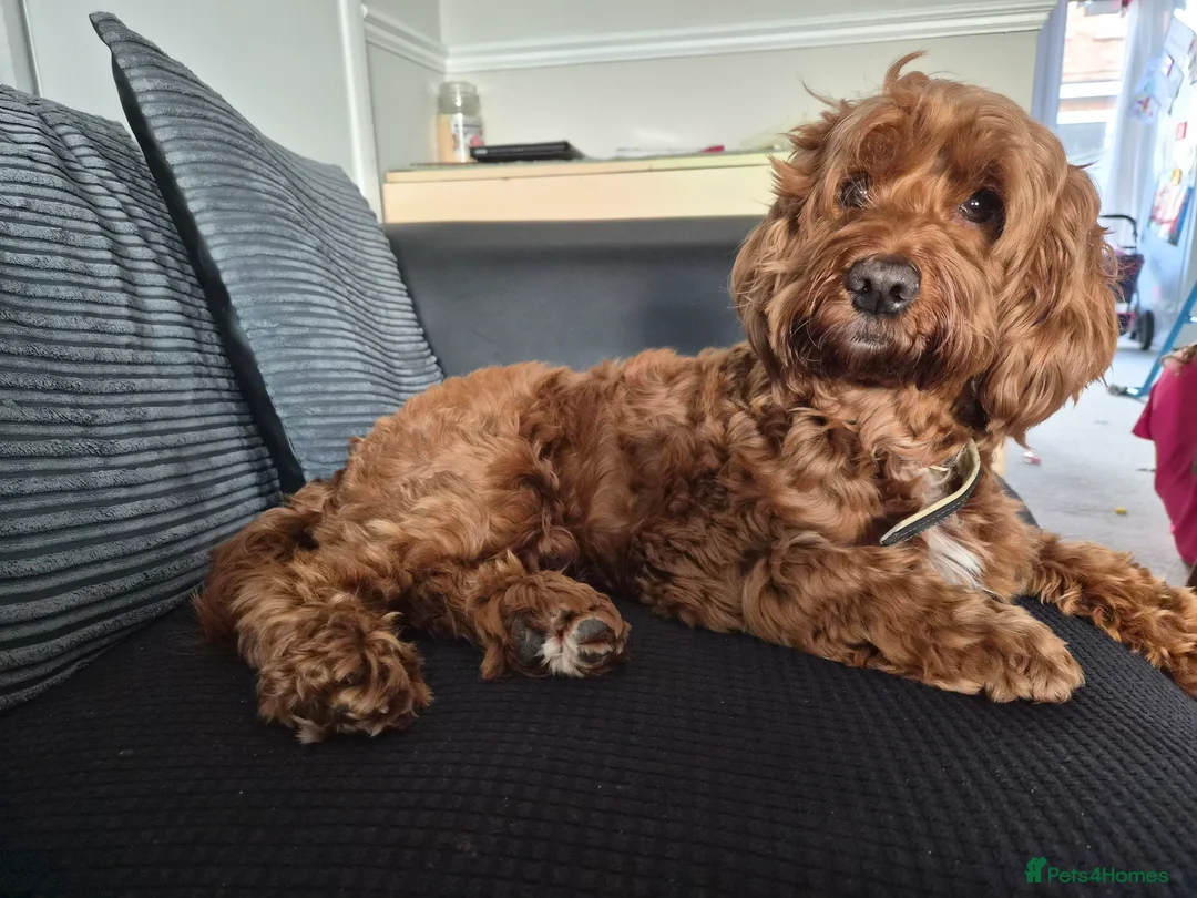 Cockapoo dogs for sale: Beautiful 8yr old minature cockapoo free) - Advert 1