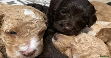 Cockapoo dogs - Advert 15