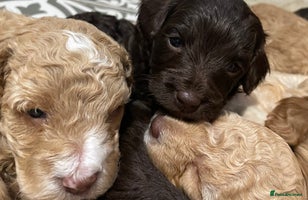 Cockapoo dogs - Advert 15