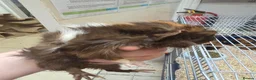 Guinea Pig rodents for sale: Female guinea pigs  - Advert 24