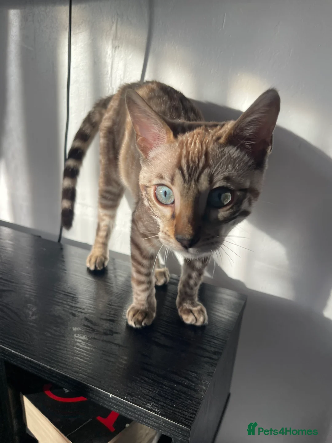 Bengal cats for sale: Snow Lynx Bengal Male kitten - Advert 1