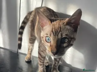 Bengal cats Snow Lynx Bengal Male kitten - Advert 1