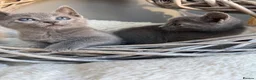 Russian Blue cats for sale: 🥇AWARD WINNING RUSSIAN BLUE - Advert 8