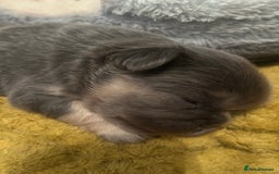 French Bulldog dogs for sale: fluffy french bulldogs - Advert 2