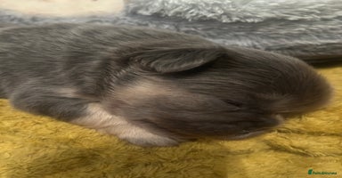 French Bulldog dogs fluffy french bulldogs - Advert 2