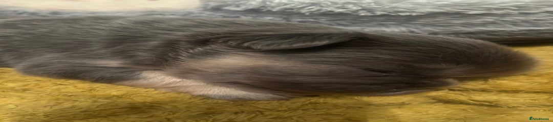 French Bulldog Puppy 2