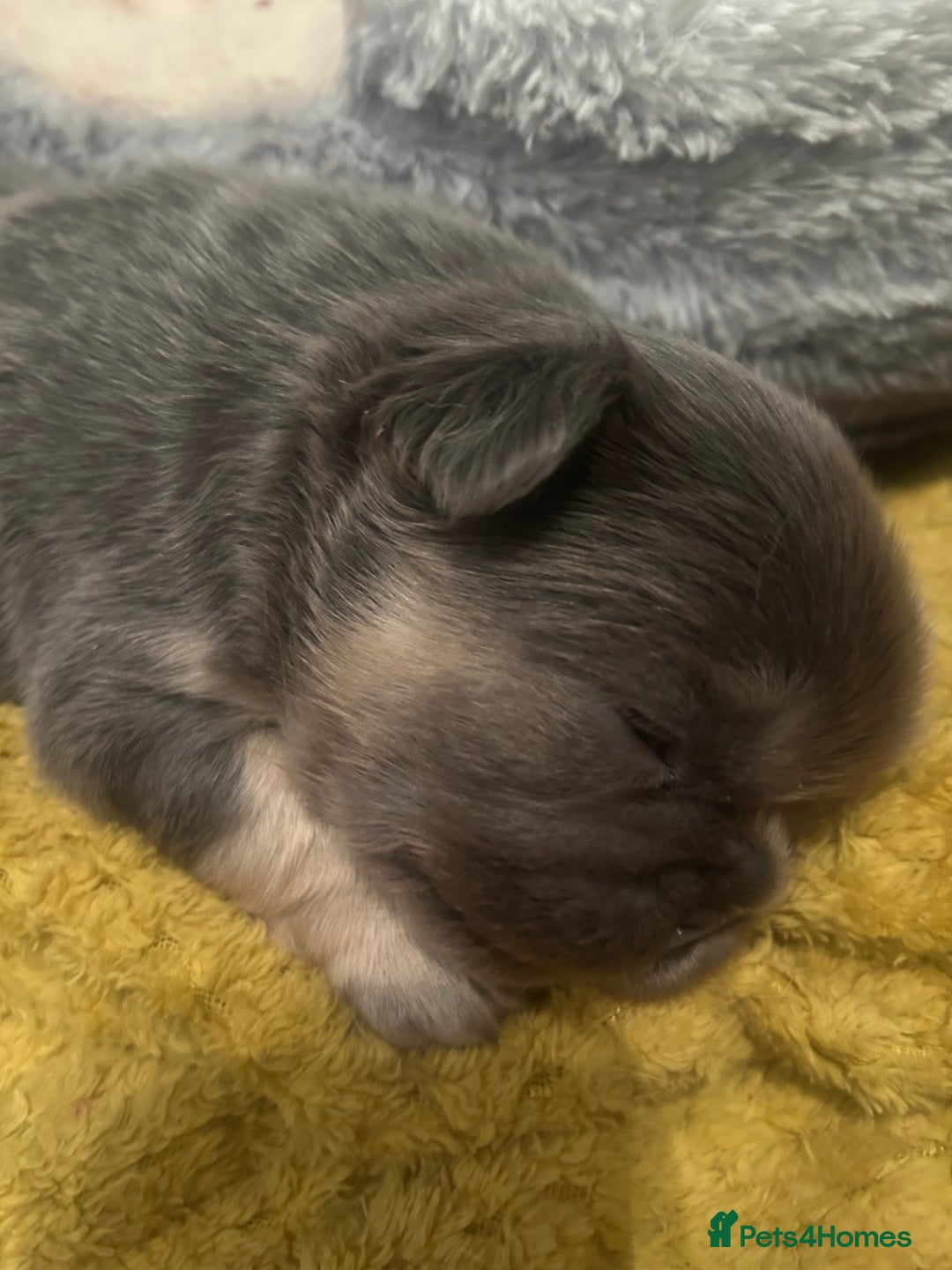 French Bulldog dogs for sale: fluffy french bulldogs - Advert 2