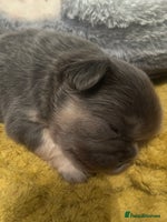 French Bulldog dogs fluffy french bulldogs - Advert 4