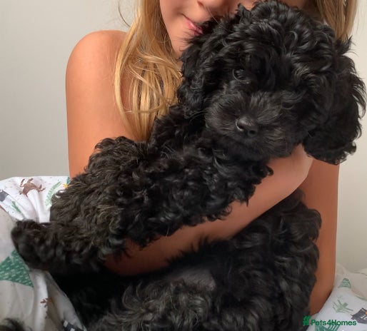 Cavapoo dogs - Advert 1