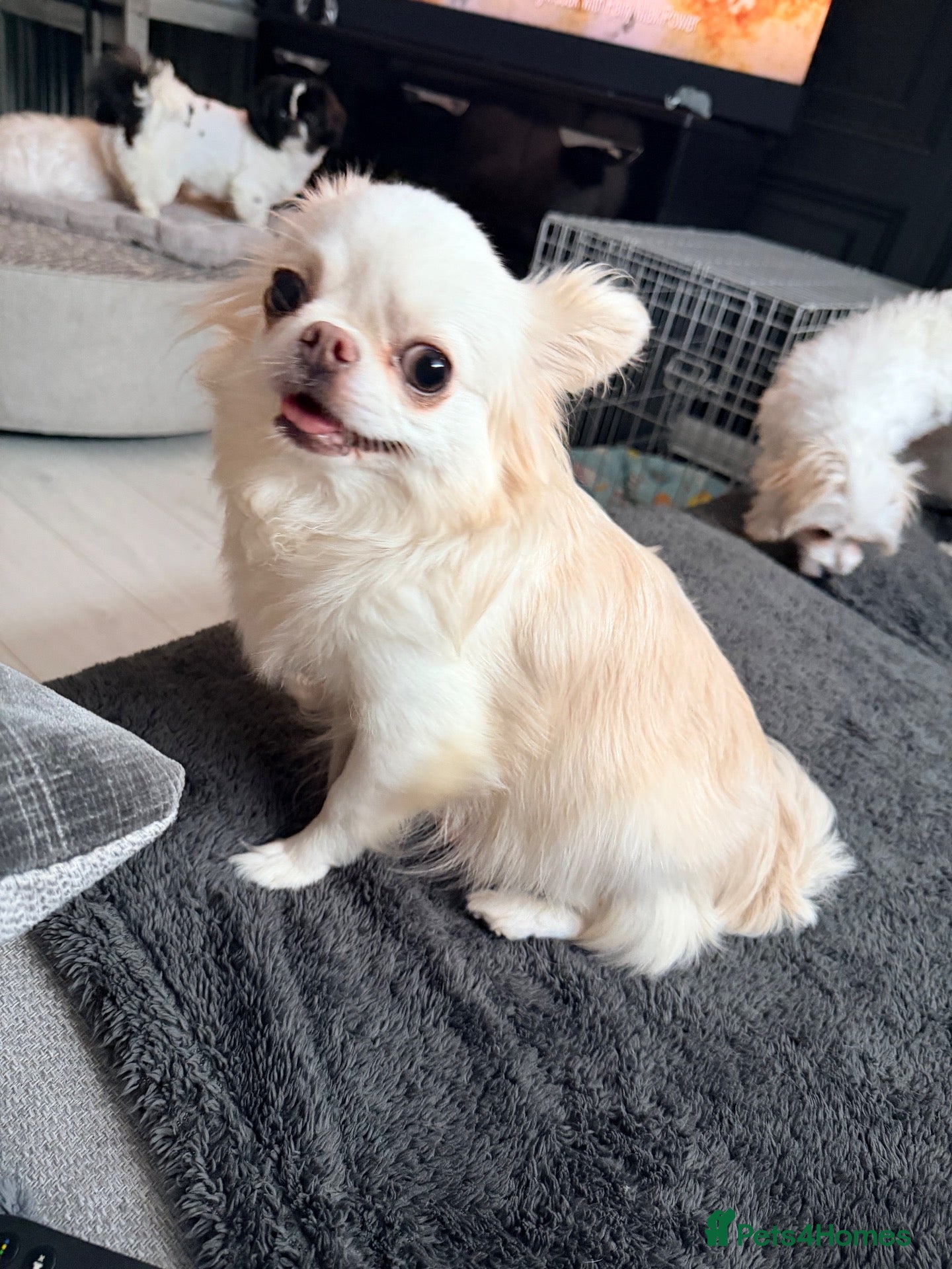 Chihuahua dogs Long coat chihuahua  - Advert 5
