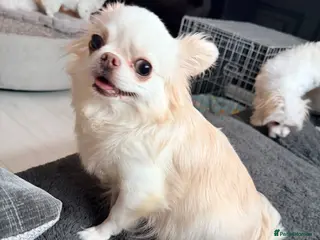 Chihuahua dogs Long coat chihuahua - Advert 5