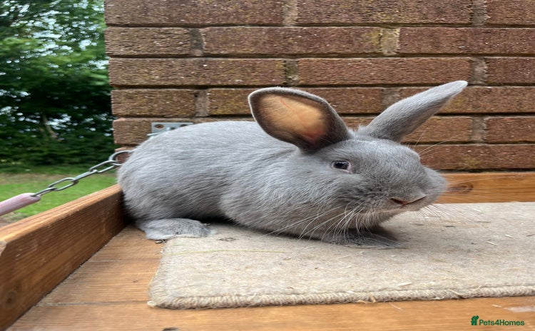 Continental Giant rabbits - Advert 1