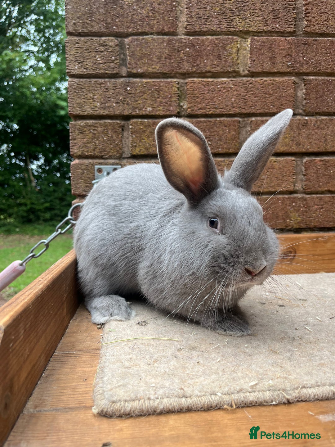 Continental Giant rabbits for sale: fer de Merberger - Image 1