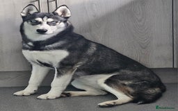 Siberian Husky dogs for sale: Please read! 2 siberian husky puppies for sale - Image 2