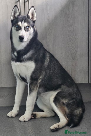 Siberian Husky dogs - Advert 2