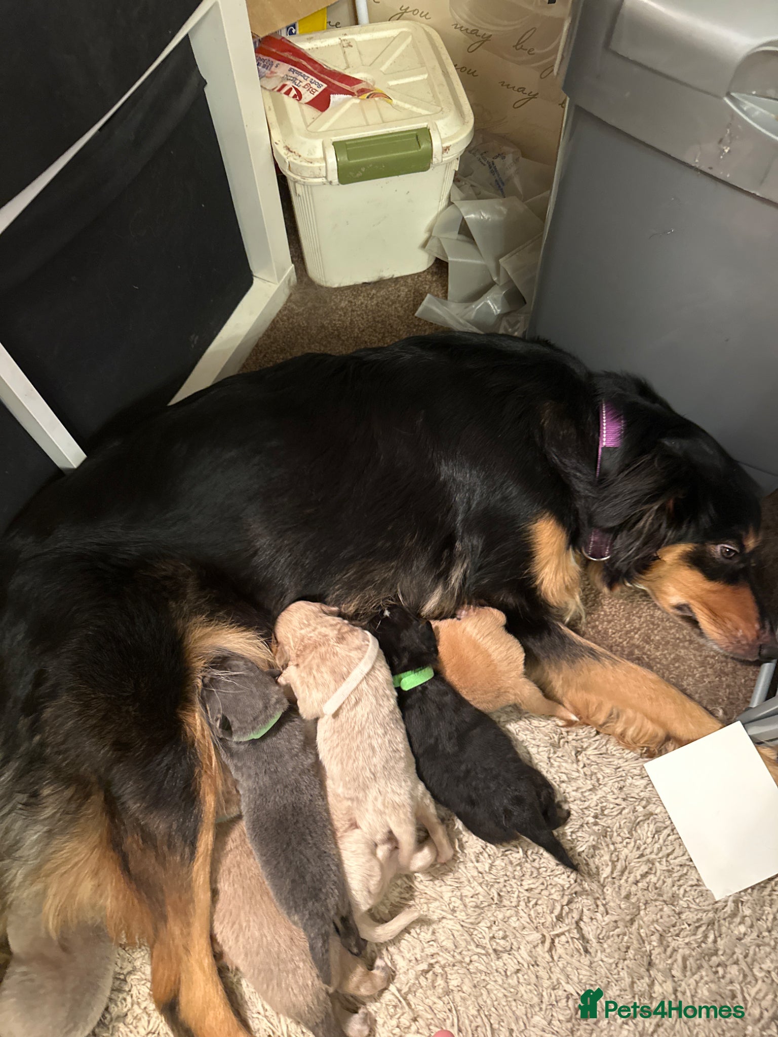 Mixed Breed dogs German shepherd collie cross puppies - Advert 1