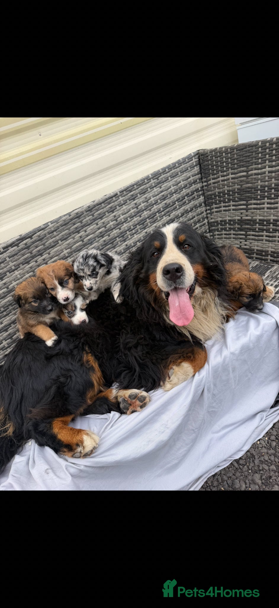 Mixed Breed dogs Bordernese - Advert 1