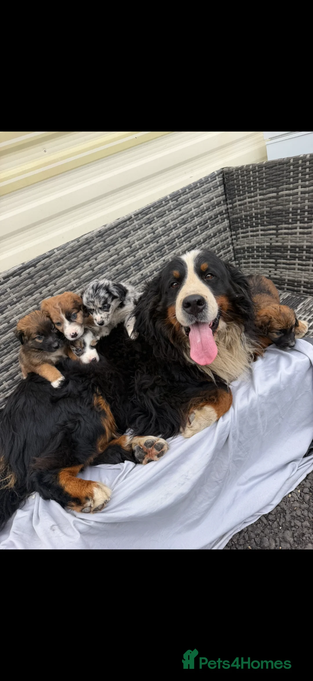 Mixed Breed dogs for sale: Bordernese in Southampton - Advert 1