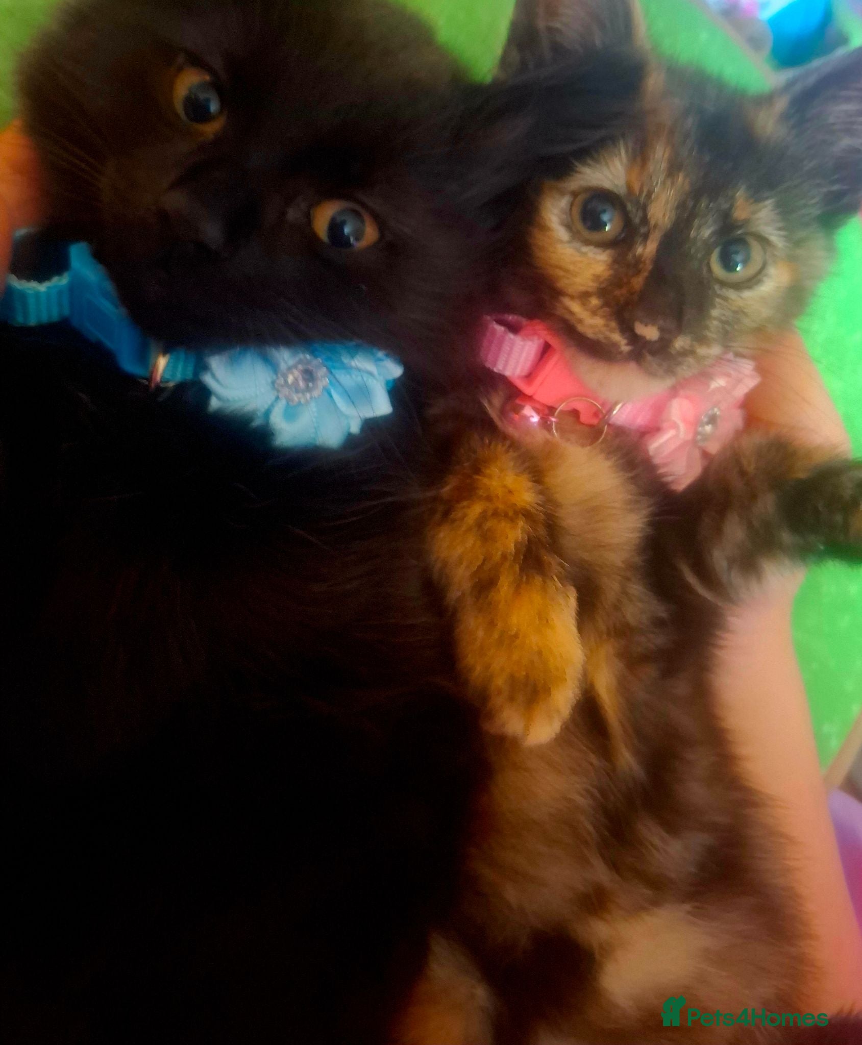 Mixed Breed cats Lovely Kittens 😻 - Advert 1