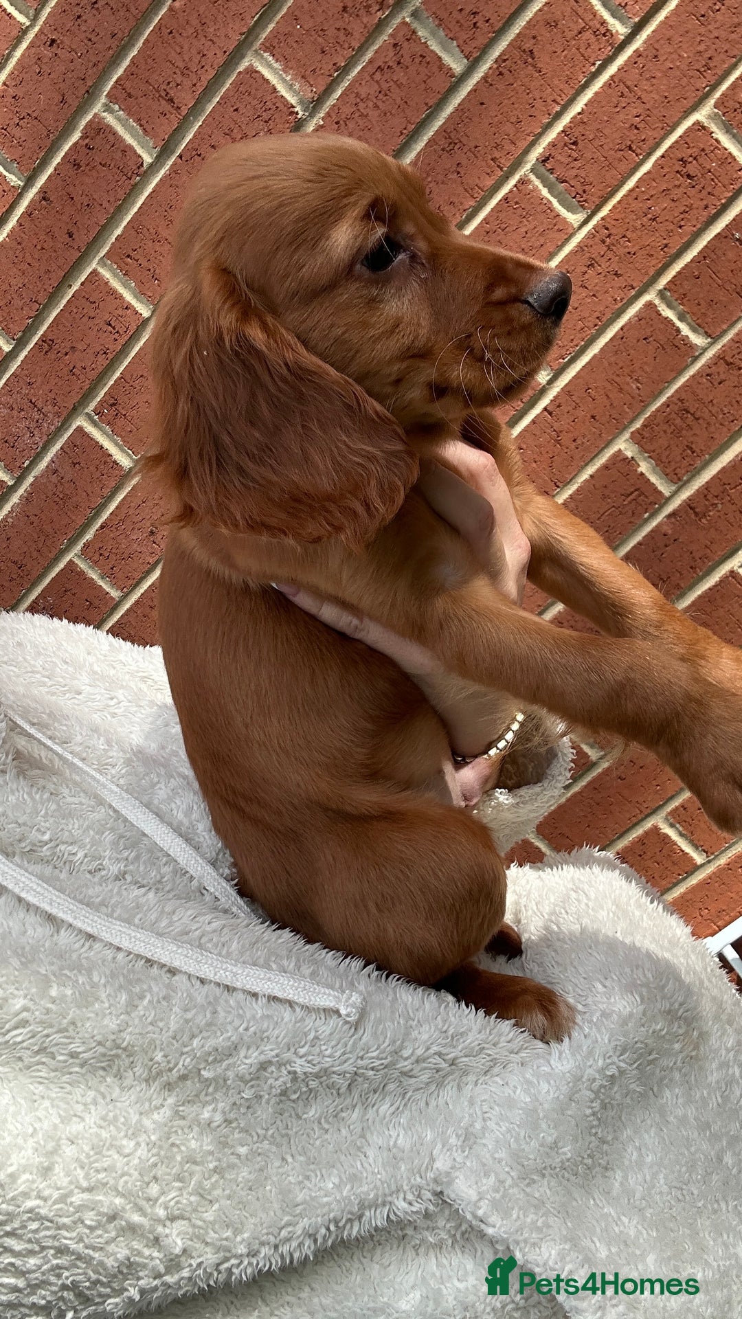 Cocker Spaniel dogs for sale: ‼️REDUCED‼️KC registered Red Cocker Spaniel Pups  - Image 22