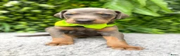Dobermann dogs for sale: *KC REGISTERED* HEALTH TESTED DOBERMAN PUPPIES* - Advert 29