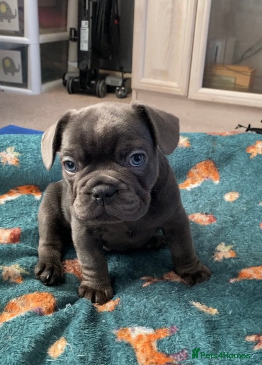 French Bulldog dogs for sale: French bulldogs puppy’s for sale - Advert 30