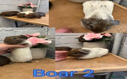 Guinea Pig rodents for sale: Guinea Pigs - Image 2