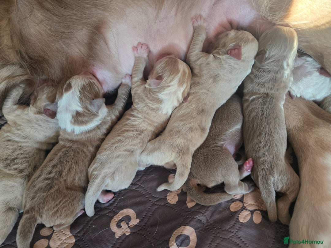 Olde English Bulldogge dogs for sale: Mammut : Fluffy Olde English Bulldog puppies. - Advert 1