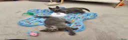 Russian Blue cats for sale: GCCF Registered Russian Blue Kittens in Tredegar - Advert 8