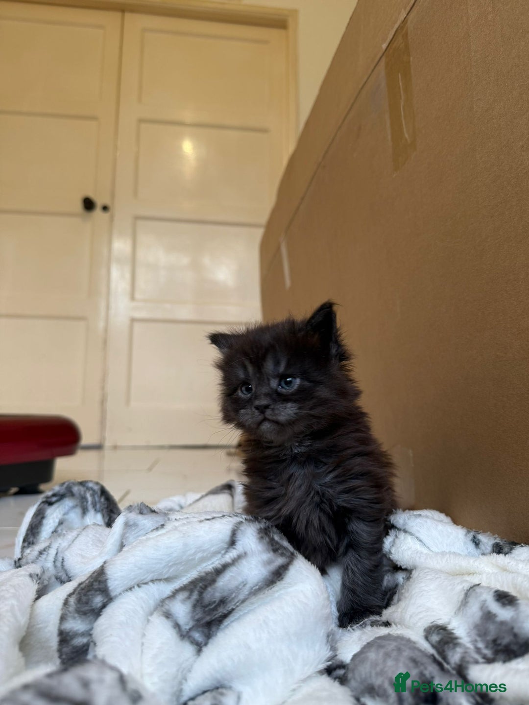 Maine Coon cats for sale: Pedigree Tica Russian Import line Maine Coons - Advert 21