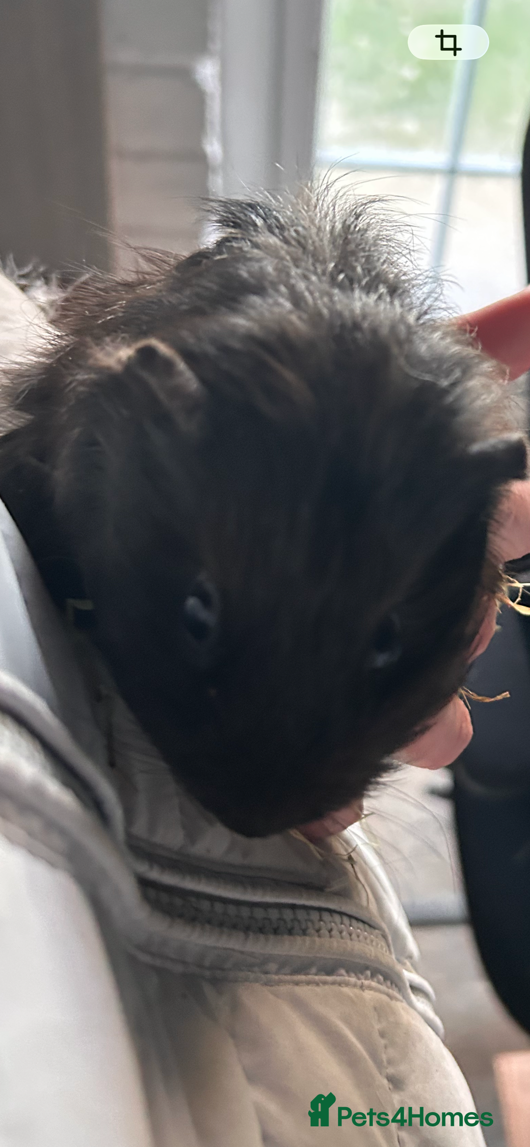 Guinea Pig rodents for sale: Baby guinea pigs - Advert 4