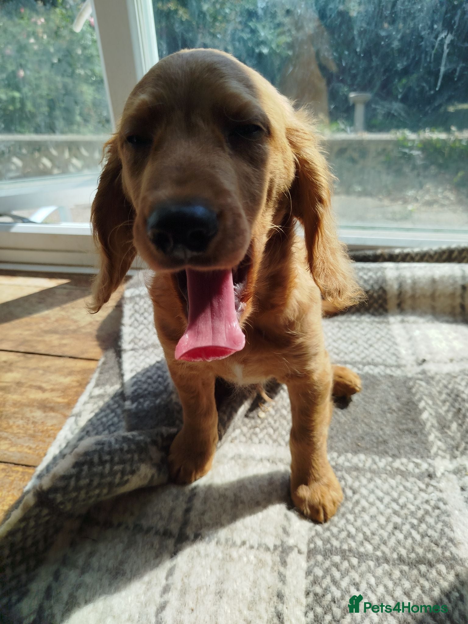 Cockapoo dogs  Cockerpoo f2 Ready to leave (3 girls+2 boys - Advert 2